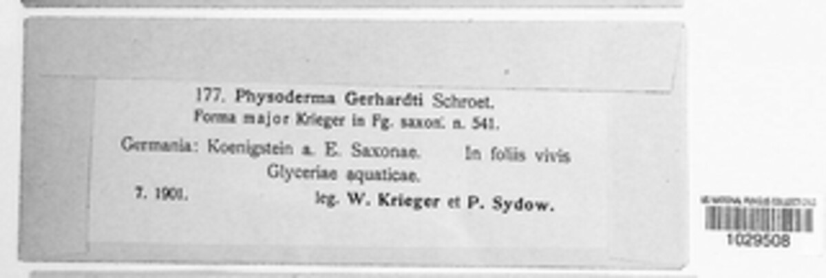 Physoderma gerhardtii image